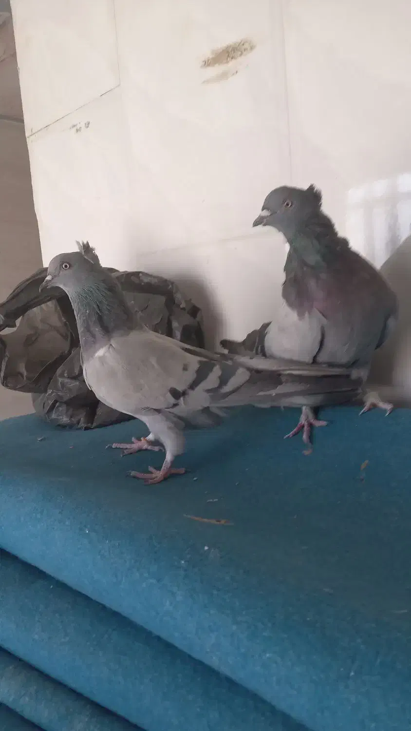 کبوتر اصفهانی پر|پرنده|برخوار, |دیوار