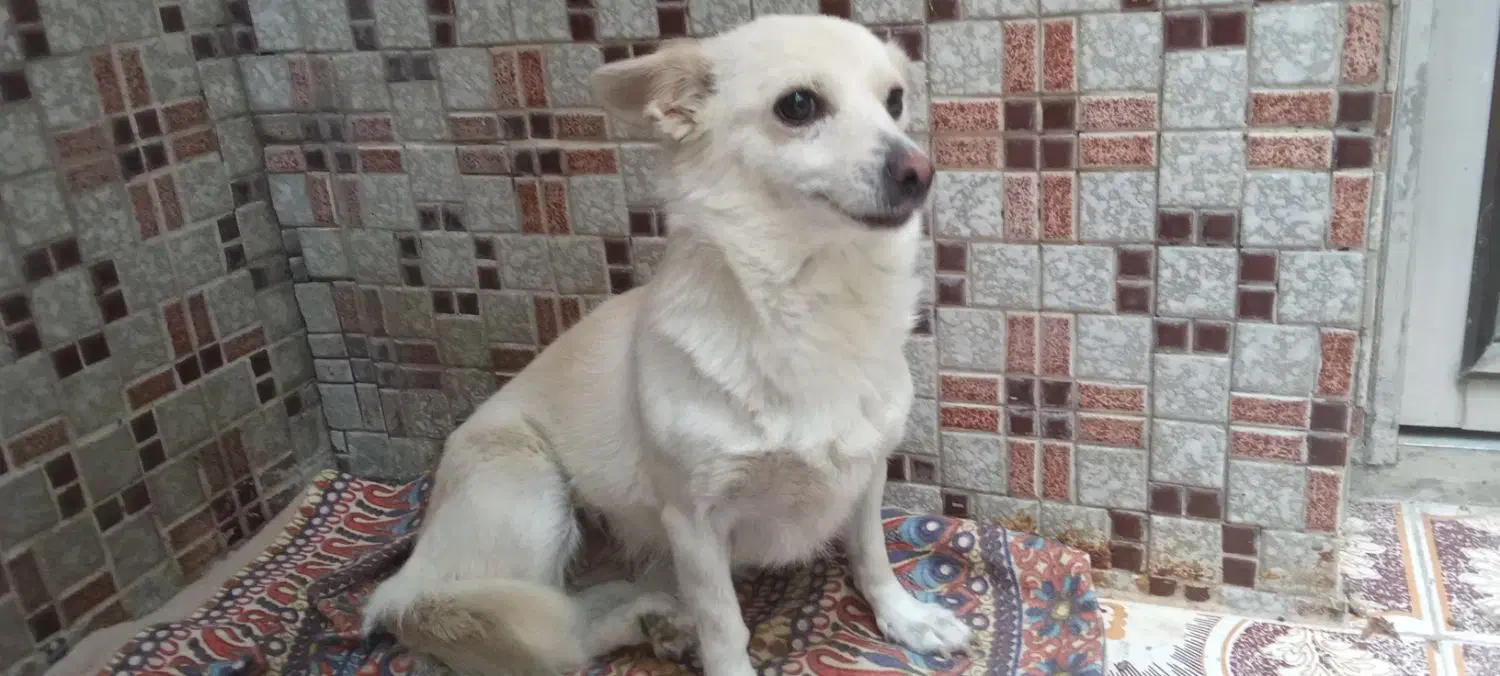 پامر2/5ساله تربیت شده جفت خورده واگذاری|سگ|زنجان, |دیوار