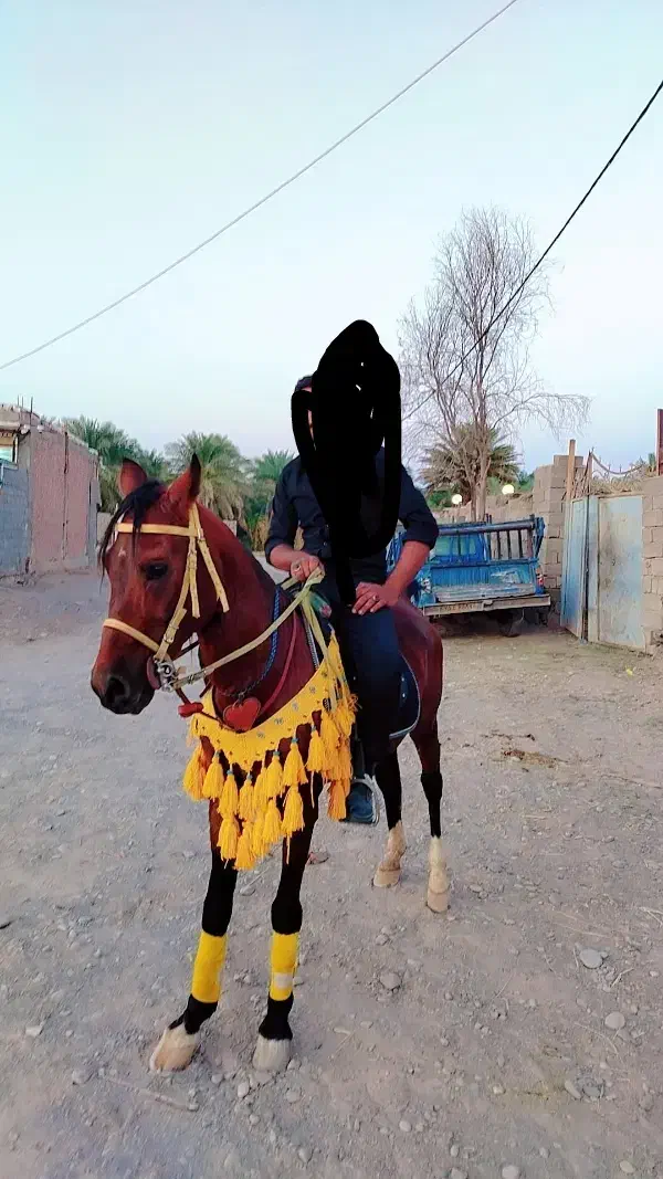 نریون عرب|اسب و تجهیزات اسبسواری|نرماشیر, |دیوار