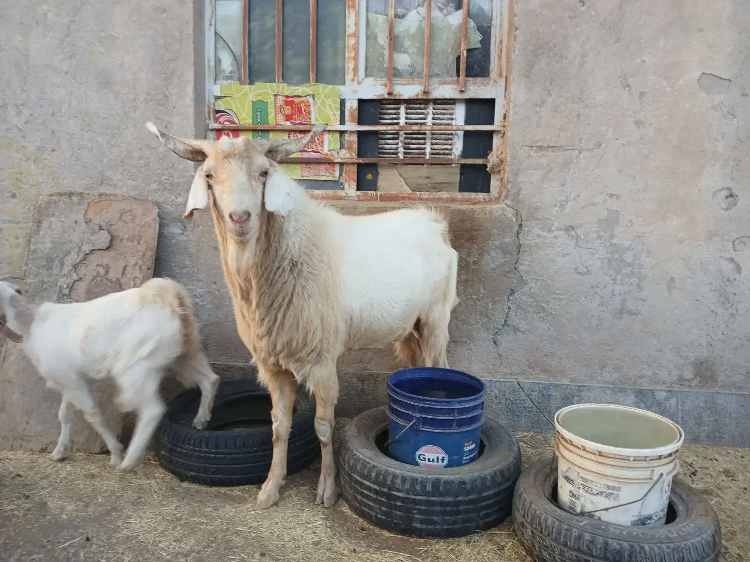 نری سانن بذری|حیوانات مزرعه|کرمان, |دیوار