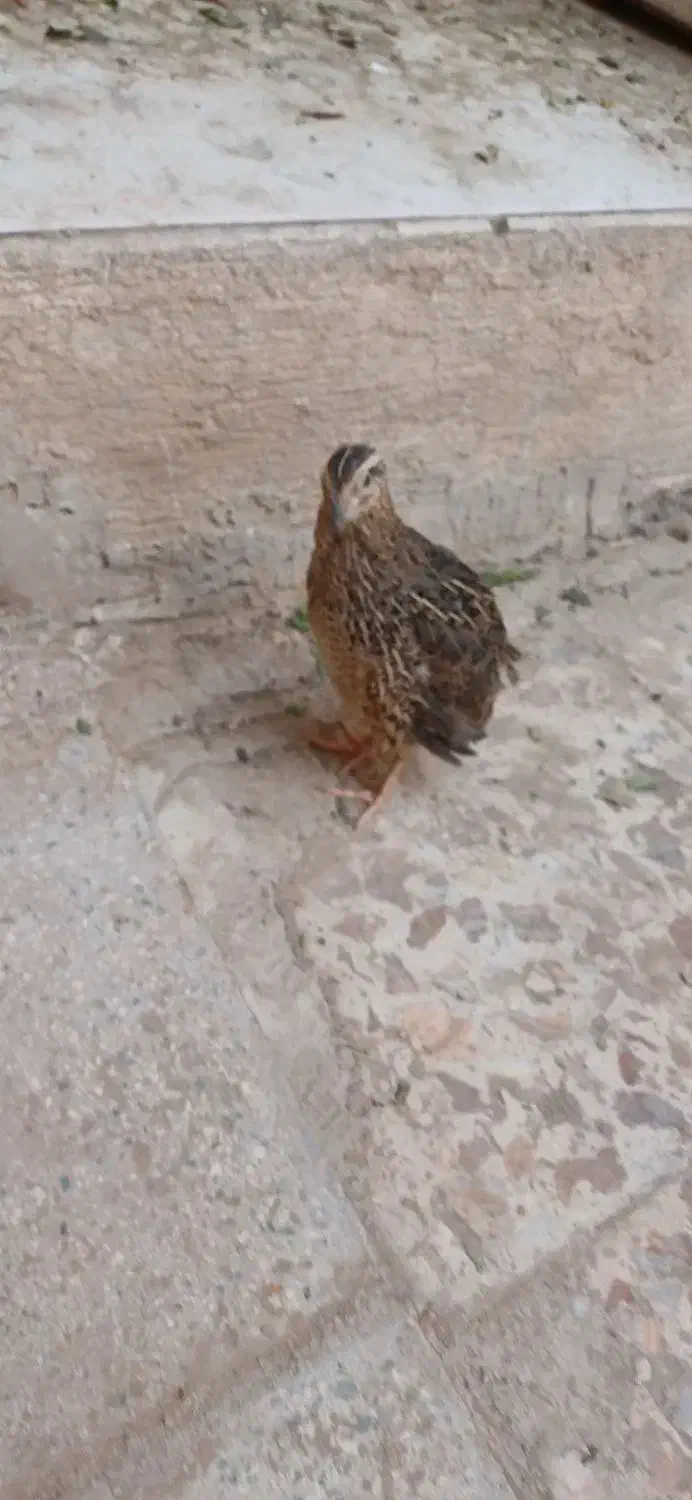 بلدرچین|حیوانات مزرعه|قم, شهرک امام حسین|دیوار