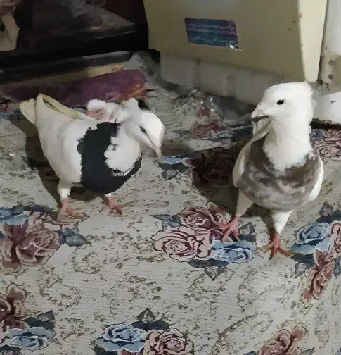 کبوتر|حیوانات|همدان, |دیوار