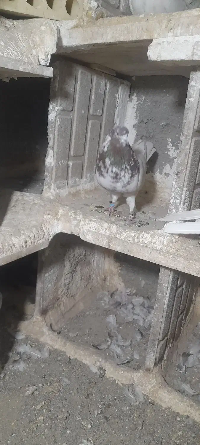 کبوتر گمشده|حیوانات|کرمانشاه, |دیوار