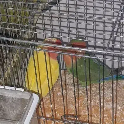 یک جفت عروس هلندی ویک جفت طوطی برزیلی|پرنده|فردوسیه, |دیوار