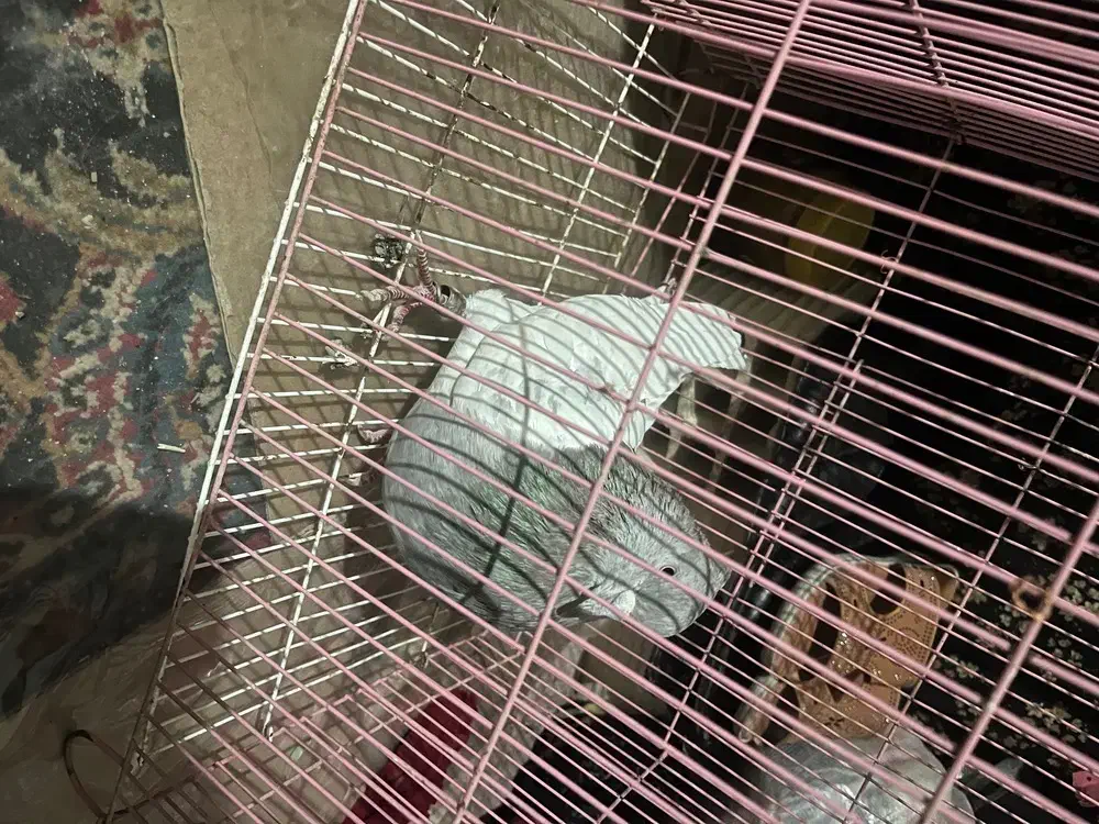 کله ای نر|پرنده|بم, |دیوار