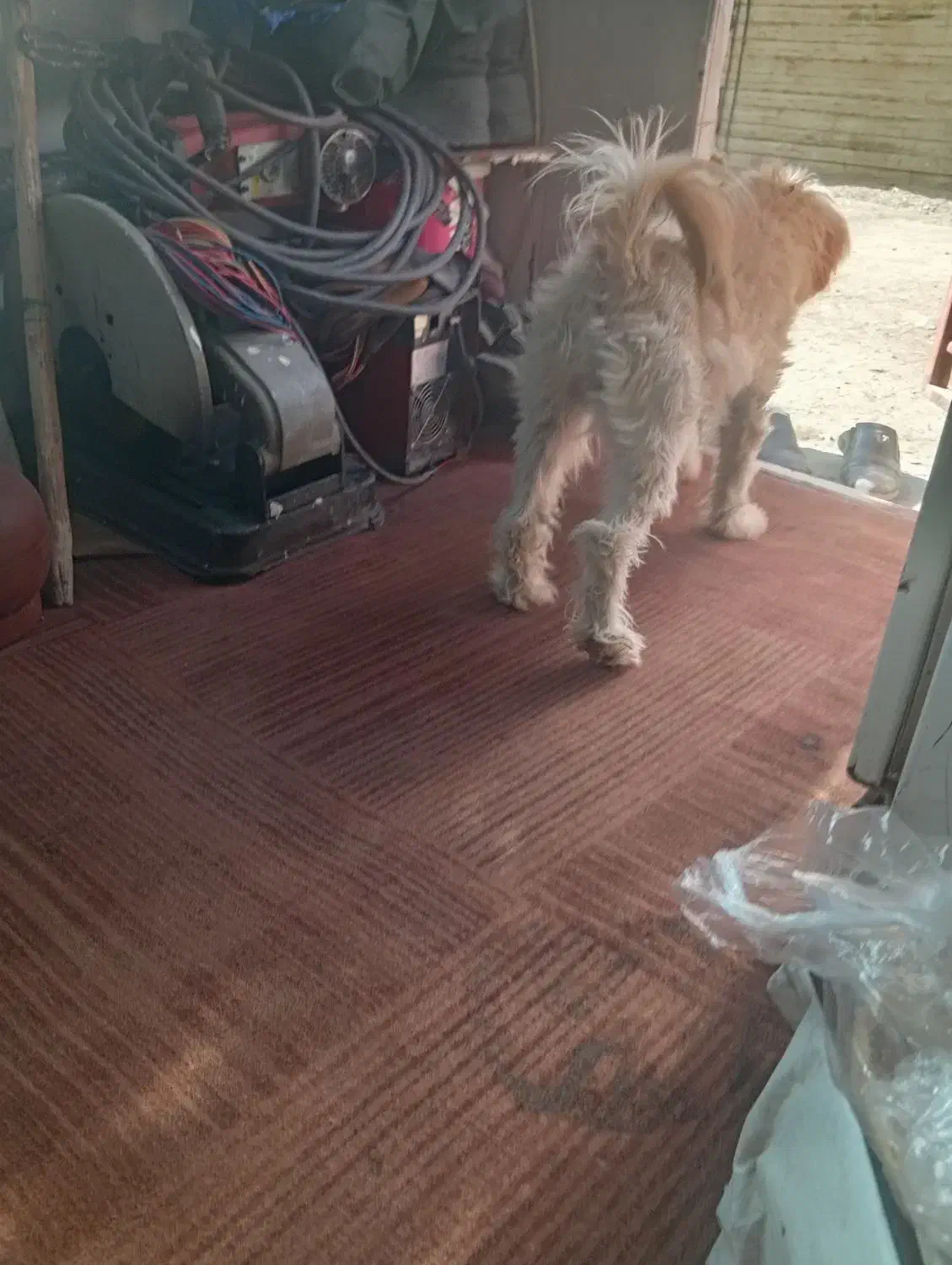 سگ شیتزو|سگ|مشهد, امیریه|دیوار