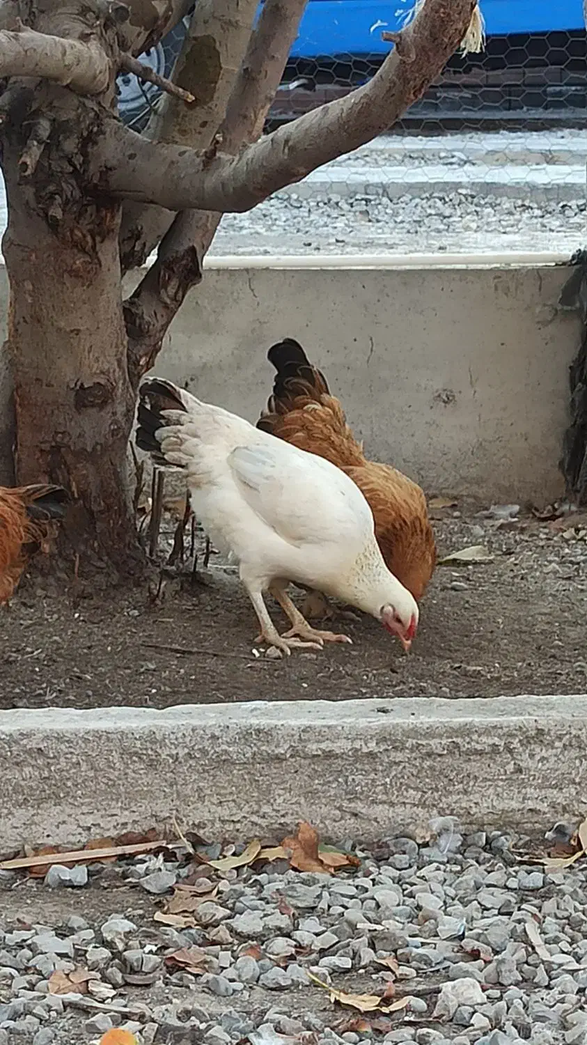 مرغ تخم گذار|حیوانات مزرعه|بندر ترکمن, |دیوار