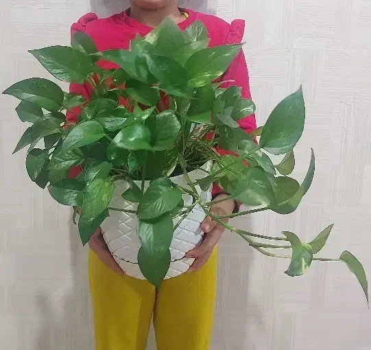 گل و گیاه.پتوس|گل و گیاه طبیعی|اهواز, نبوت|دیوار