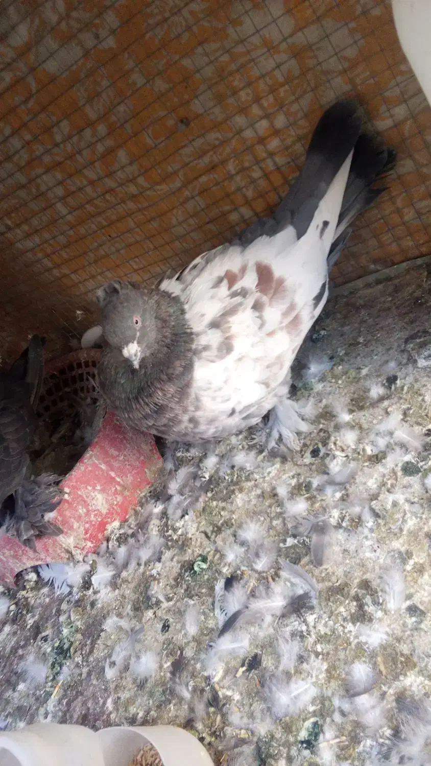 کبوتر سینه ای|پرنده|اصفهان, شاهد|دیوار