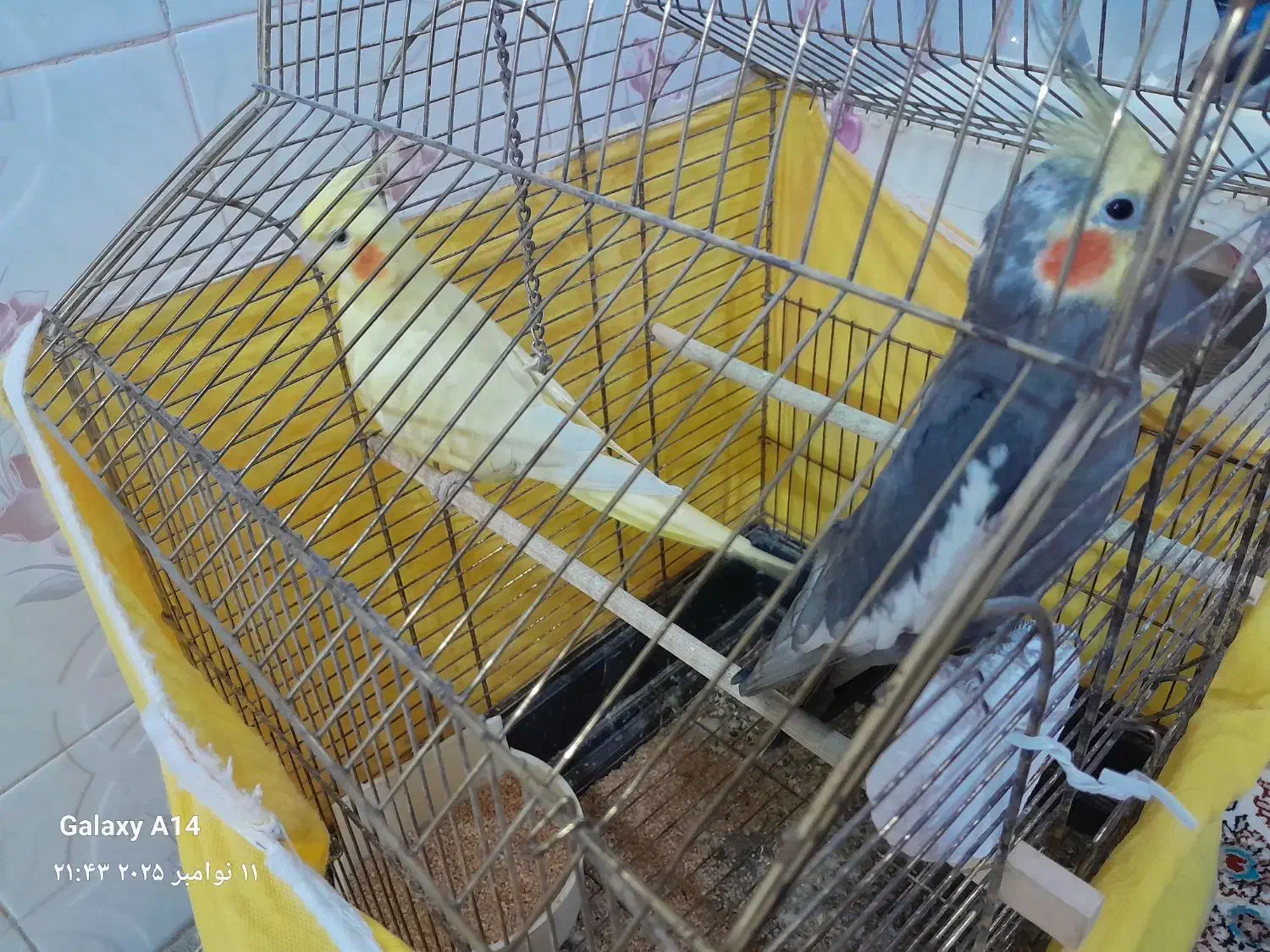 عروس هلندی|پرنده|مشگین شهر, |دیوار