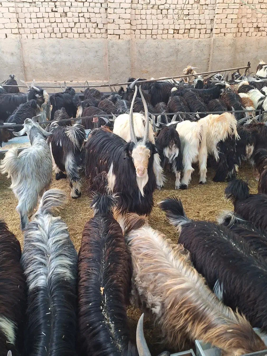 بزغاله فروشی|حیوانات مزرعه|اصفهان, برازنده|دیوار