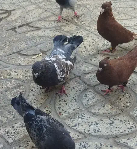 کفتر تاپ|پرنده|دره شهر, |دیوار