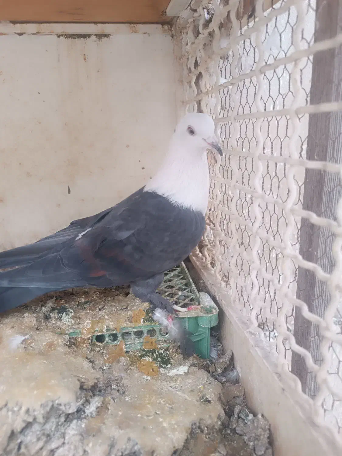 کبوتر کل سفید|پرنده|قم, باغ کرباسی|دیوار