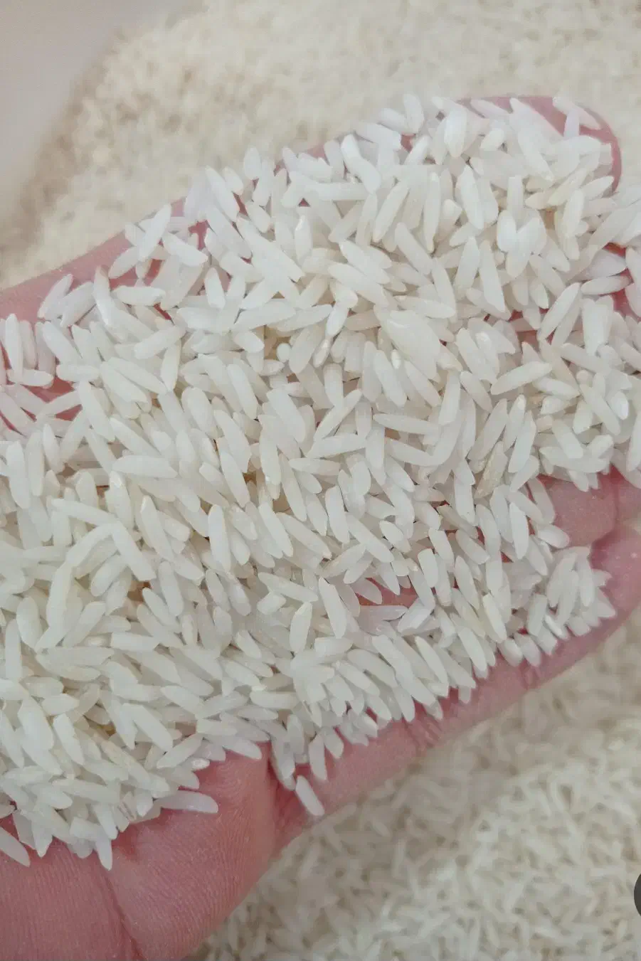 برنج اصل هاشمی|خوردنی و آشامیدنی|صومعهسرا, |دیوار