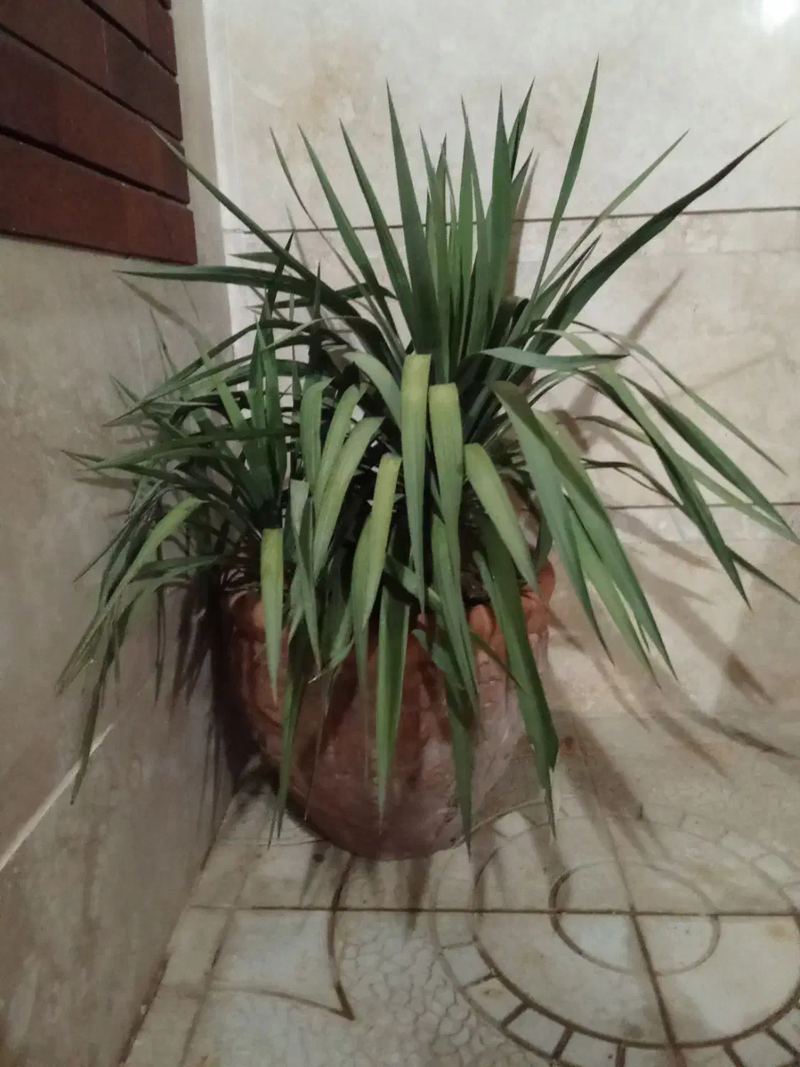 گل طبیعی مناسب حیاط یا ویلا|گل و گیاه طبیعی|اراک, |دیوار