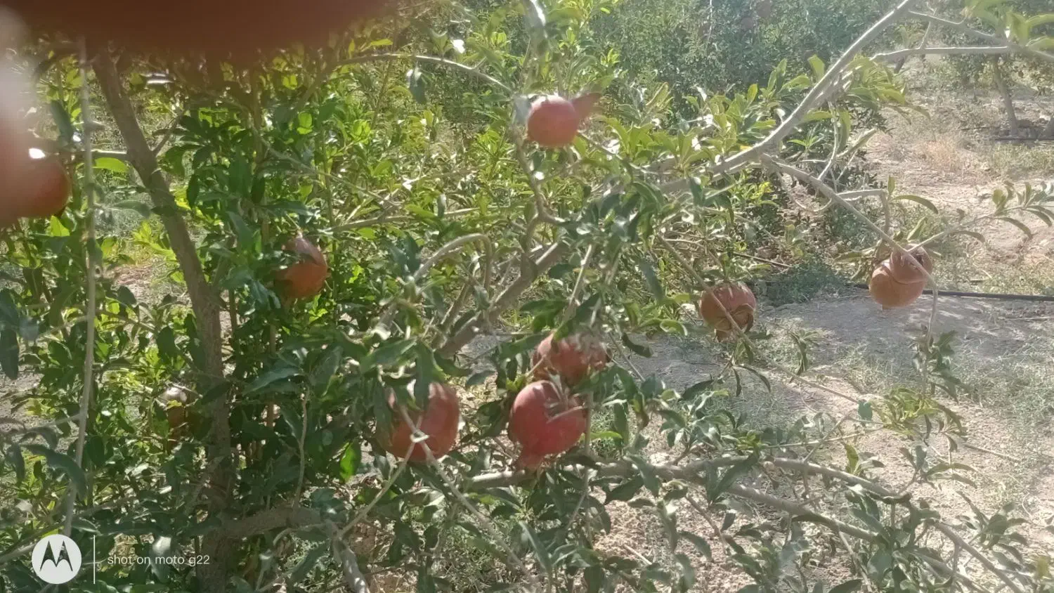 خانه|فروش خانه و ویلا|نرماشیر, |دیوار