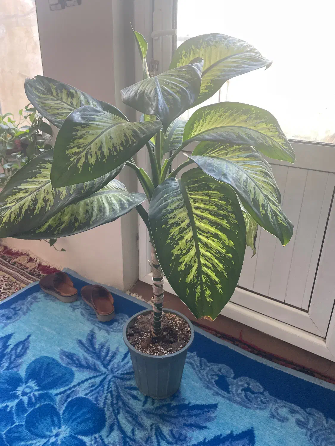 گل دفین|گل و گیاه طبیعی|مراغه, |دیوار