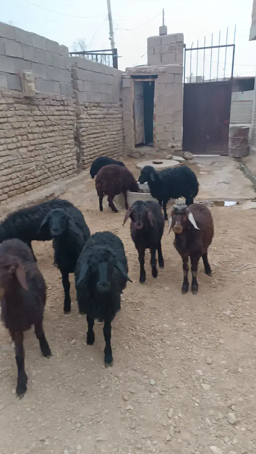 بره ای نر قرقزل قرمز قزل افشار|حیوانات مزرعه|میاندوآب, |دیوار