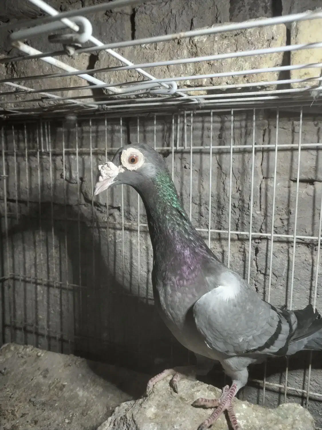 ماده سبز کاریر 3میلیون   ماده مولمنز  1800|پرنده|تربت‌حیدریه, بالا ولایت|دیوار