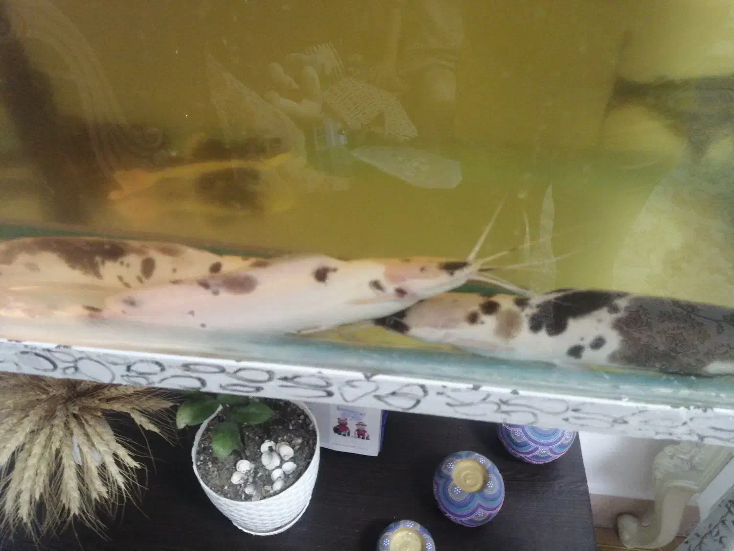 گربه ماهی|ماهی|رشت, حمیدیان|دیوار