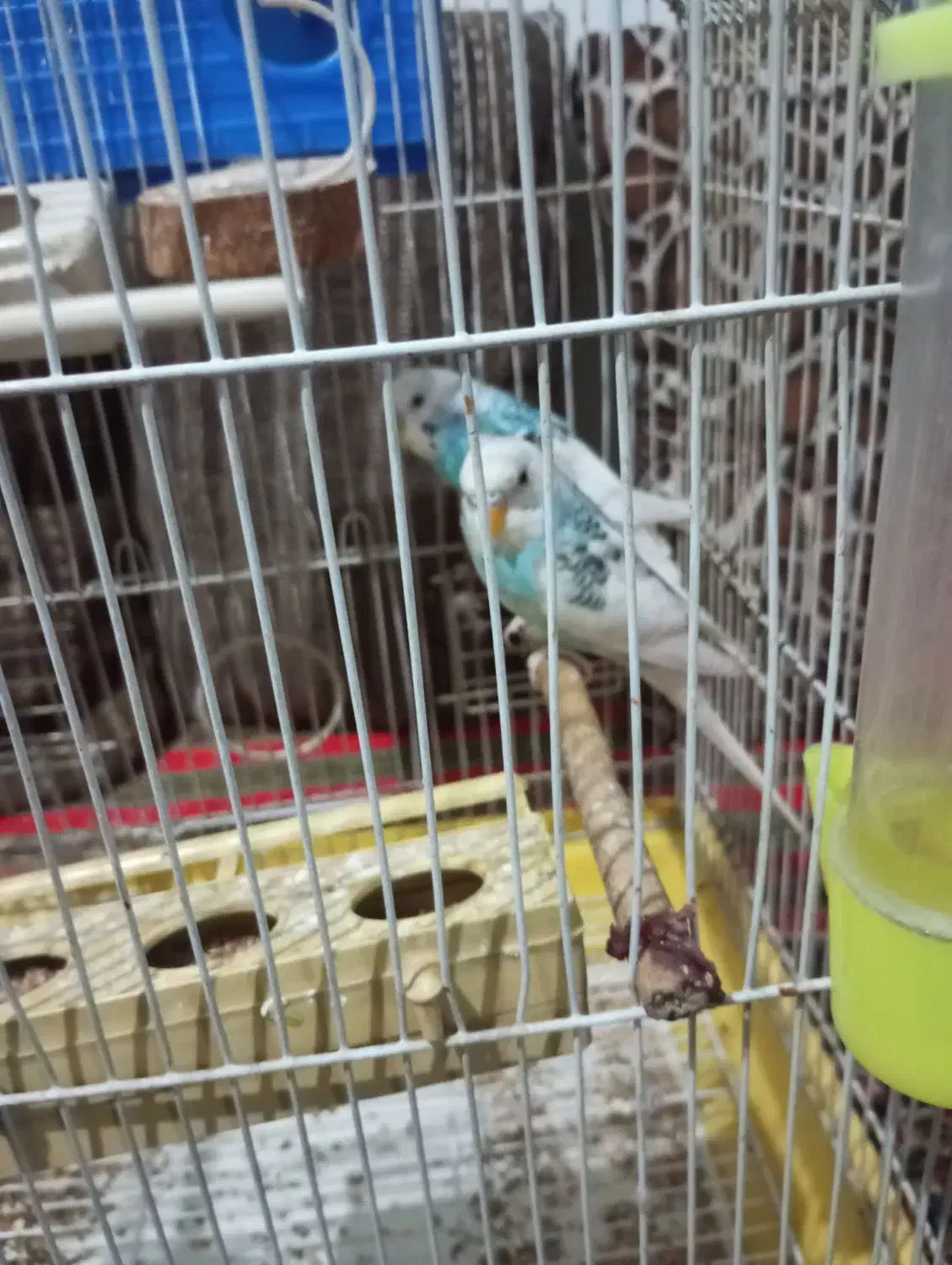 مرغ عشق|پرنده|تهران, هرندی|دیوار