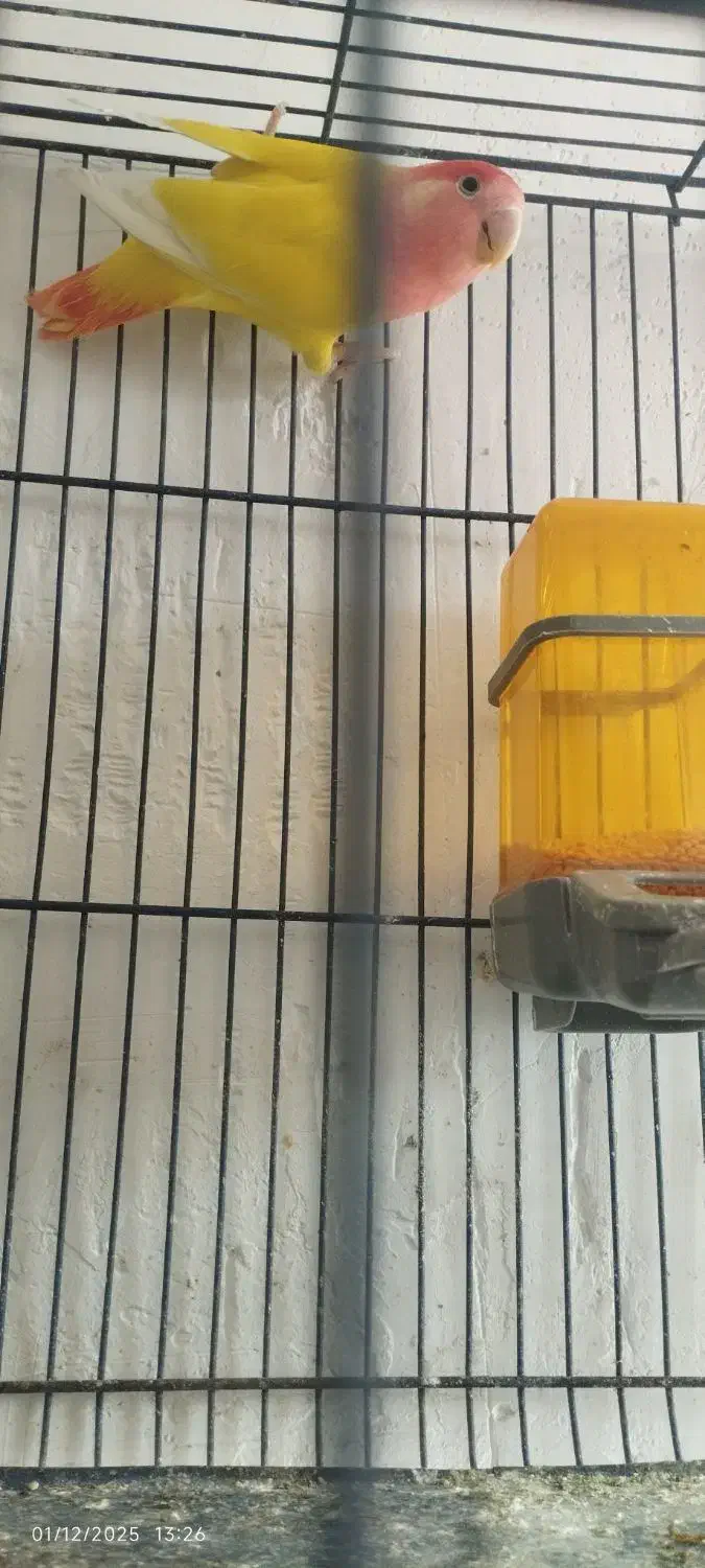 کوتوله برزیلی رنگ خاص|پرنده|همدان, |دیوار