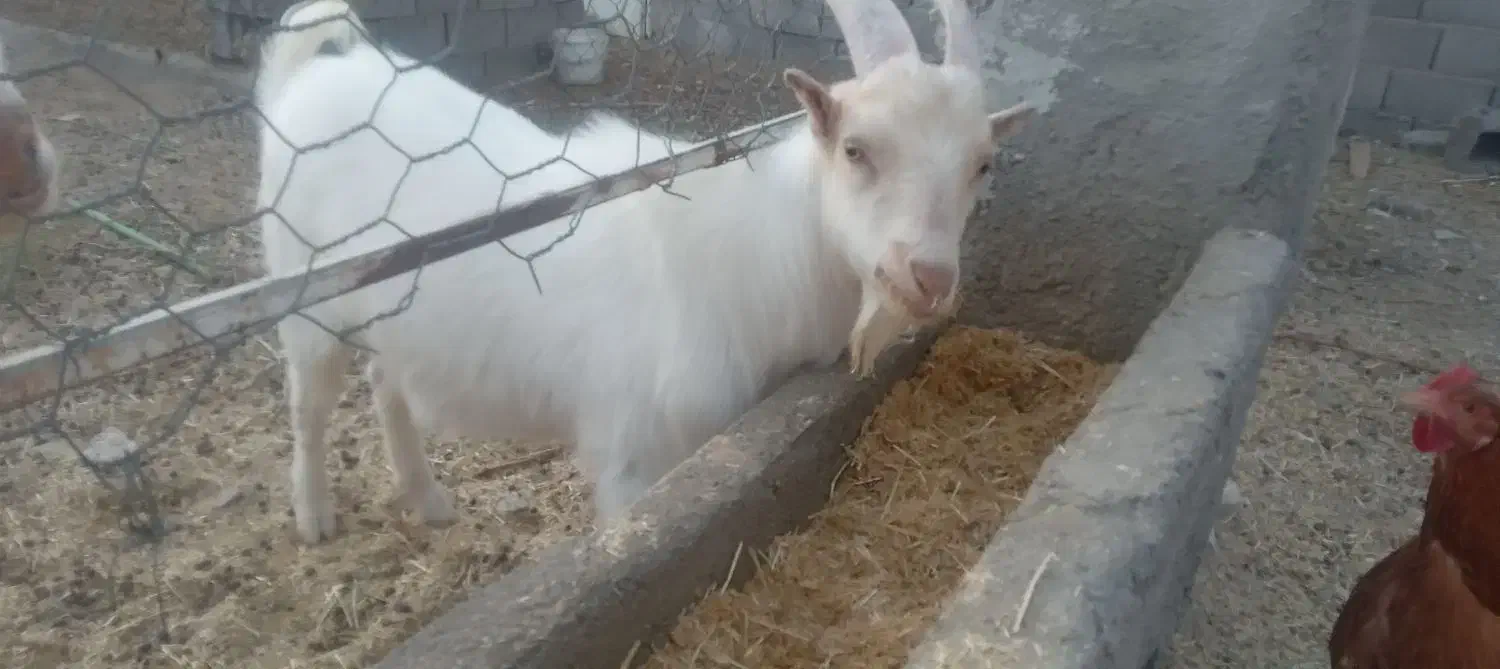 یک راس بزغاله نر سانن|حیوانات مزرعه|فردوس (خراسان), |دیوار