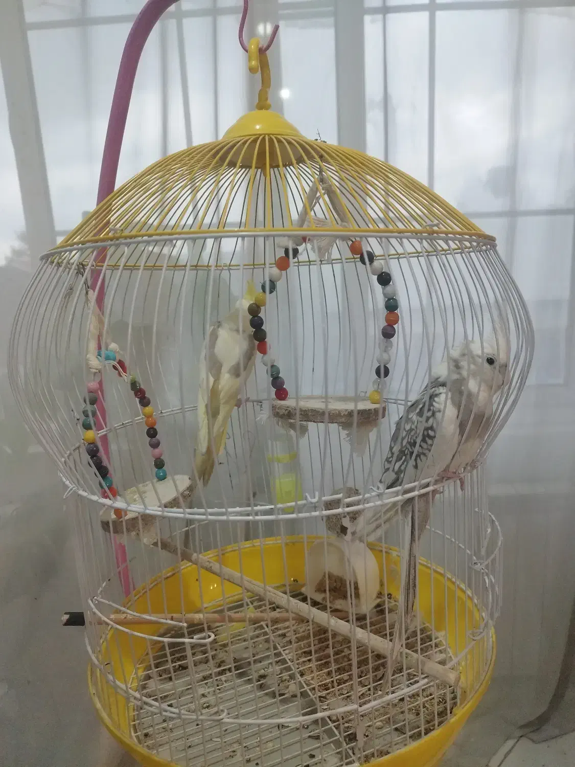 فروش عروس هلندی ، نر و ماده (جفت)|پرنده|آستارا, |دیوار