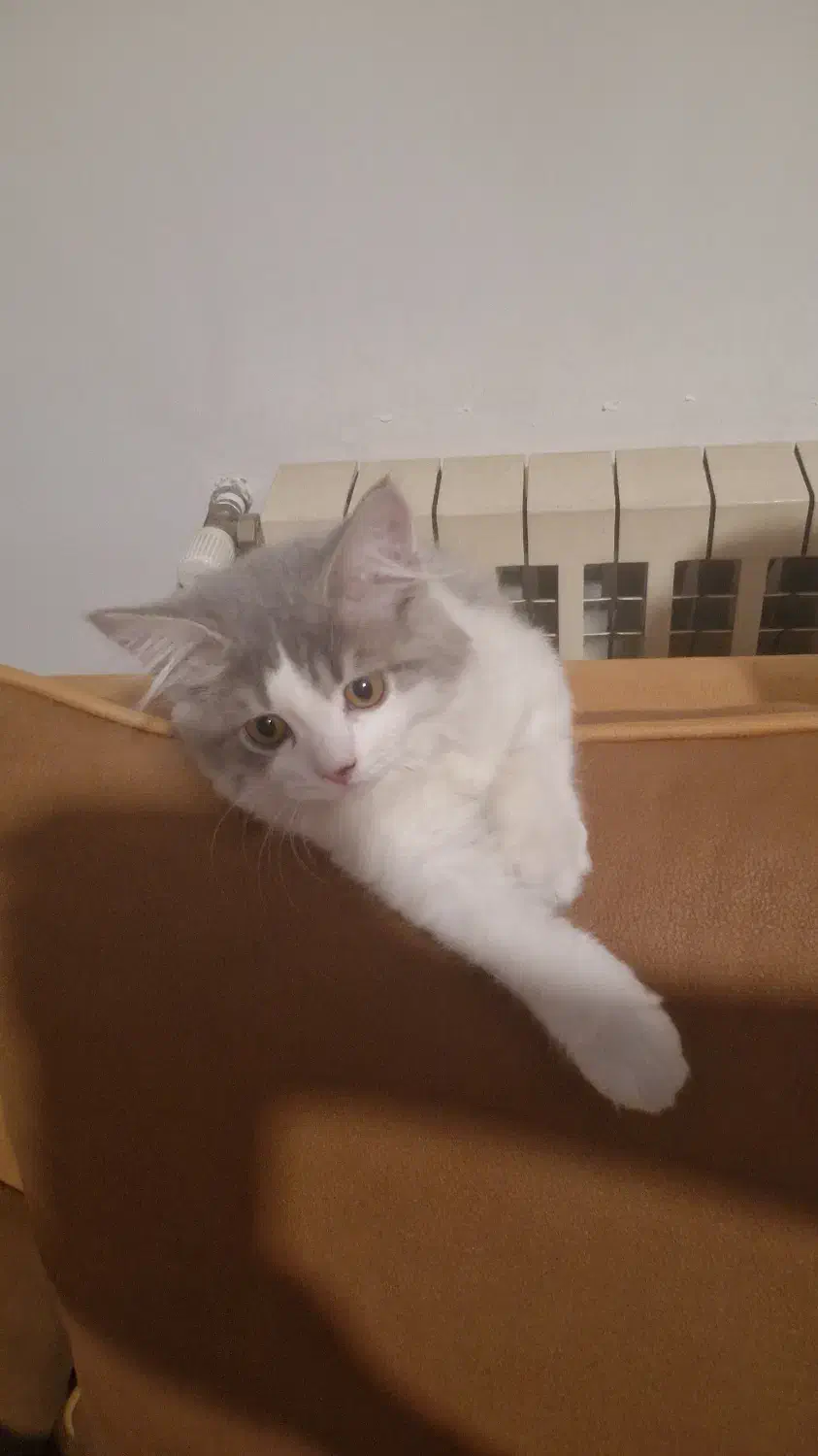 فروش گربه پرشین|گربه|ساری, |دیوار