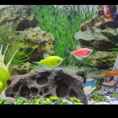 ماهی آکواریوم مولی دم عقربی مشکی و کالر ویدو|ماهی|ملایر, |دیوار