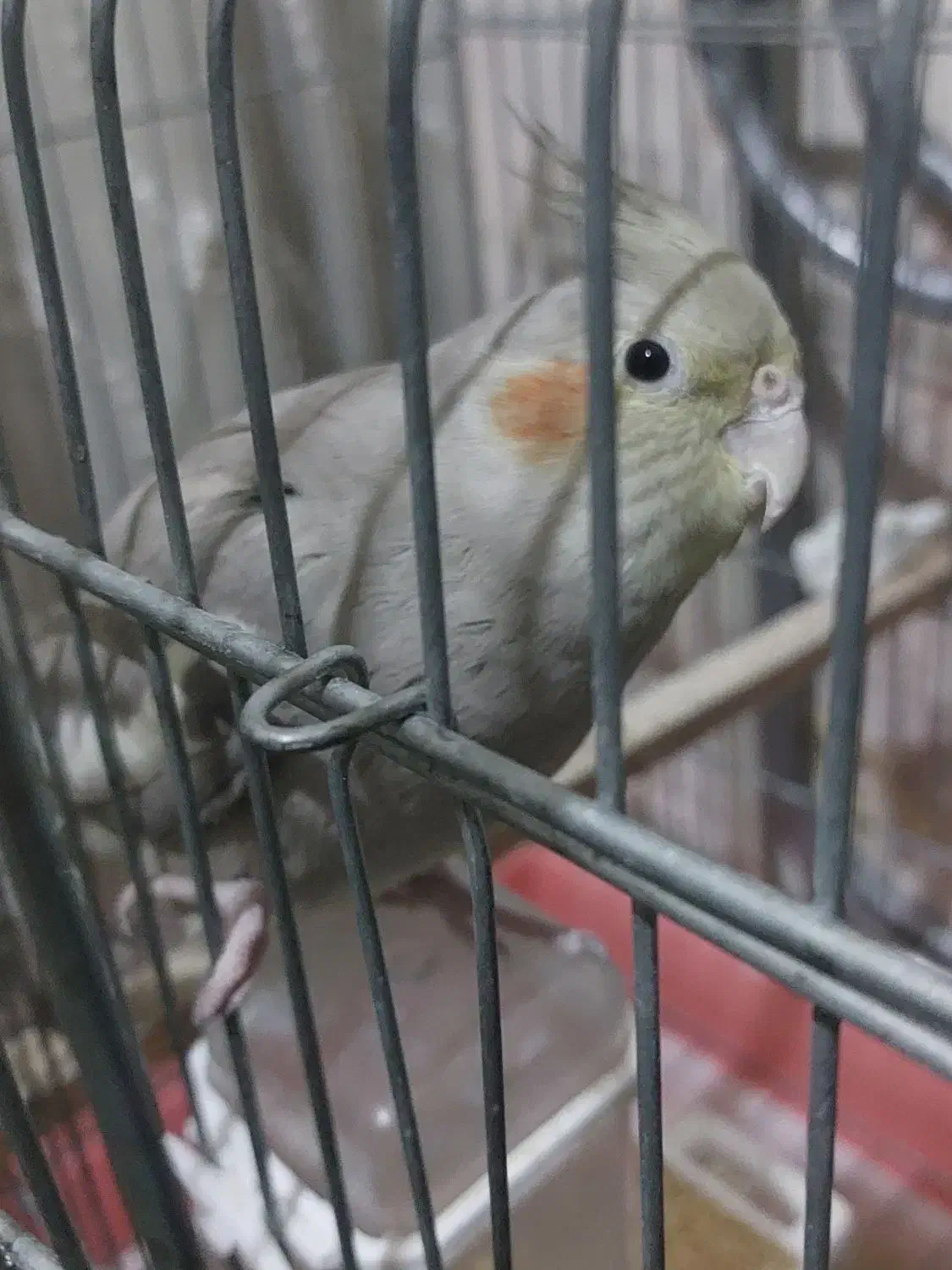 عروس هلندی|پرنده|ورامین, خیر آباد|دیوار