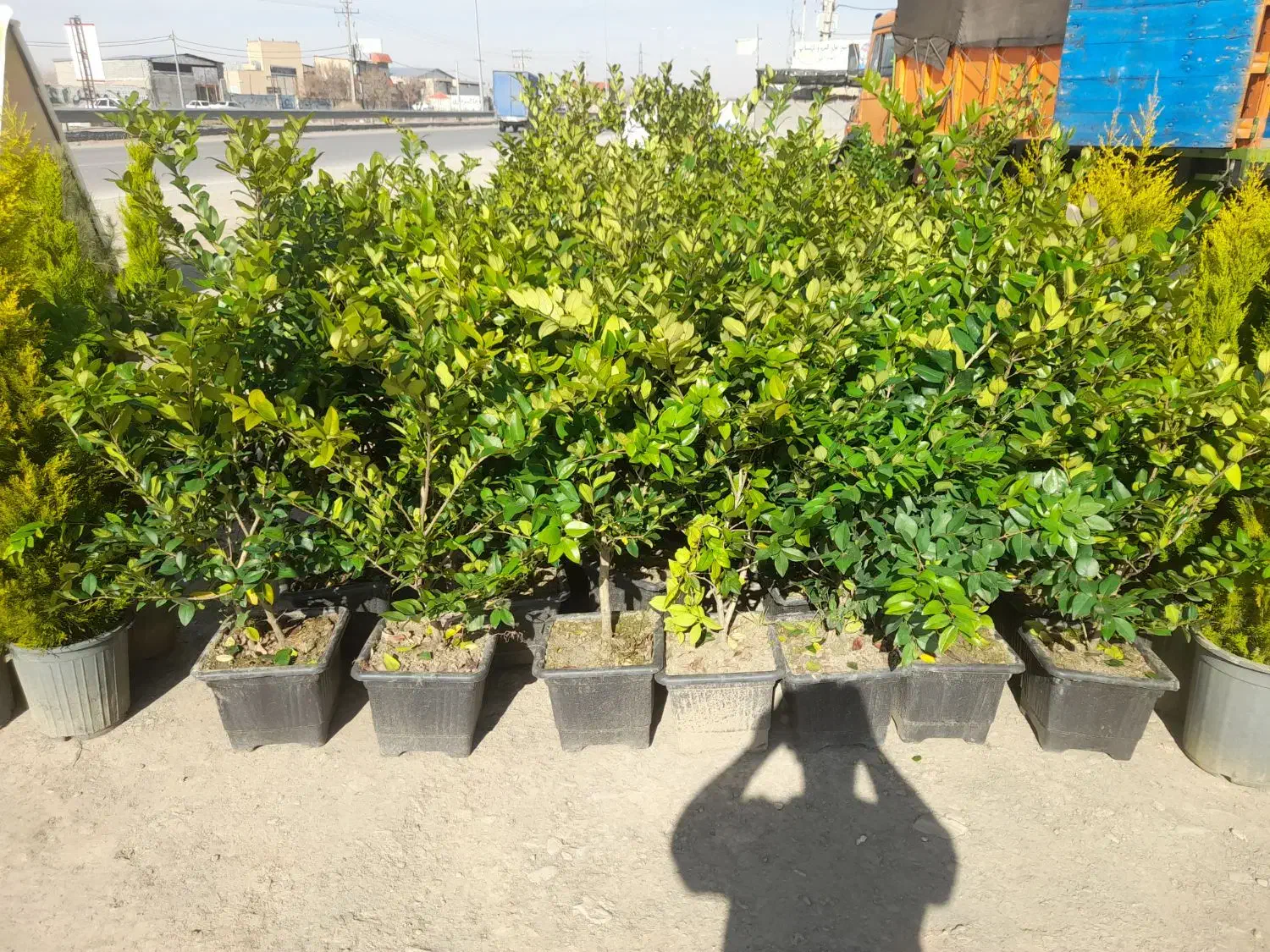 یاس هلندی|خدمات باغبانی و درختکاری|مشهد, باغ فراگرد|دیوار