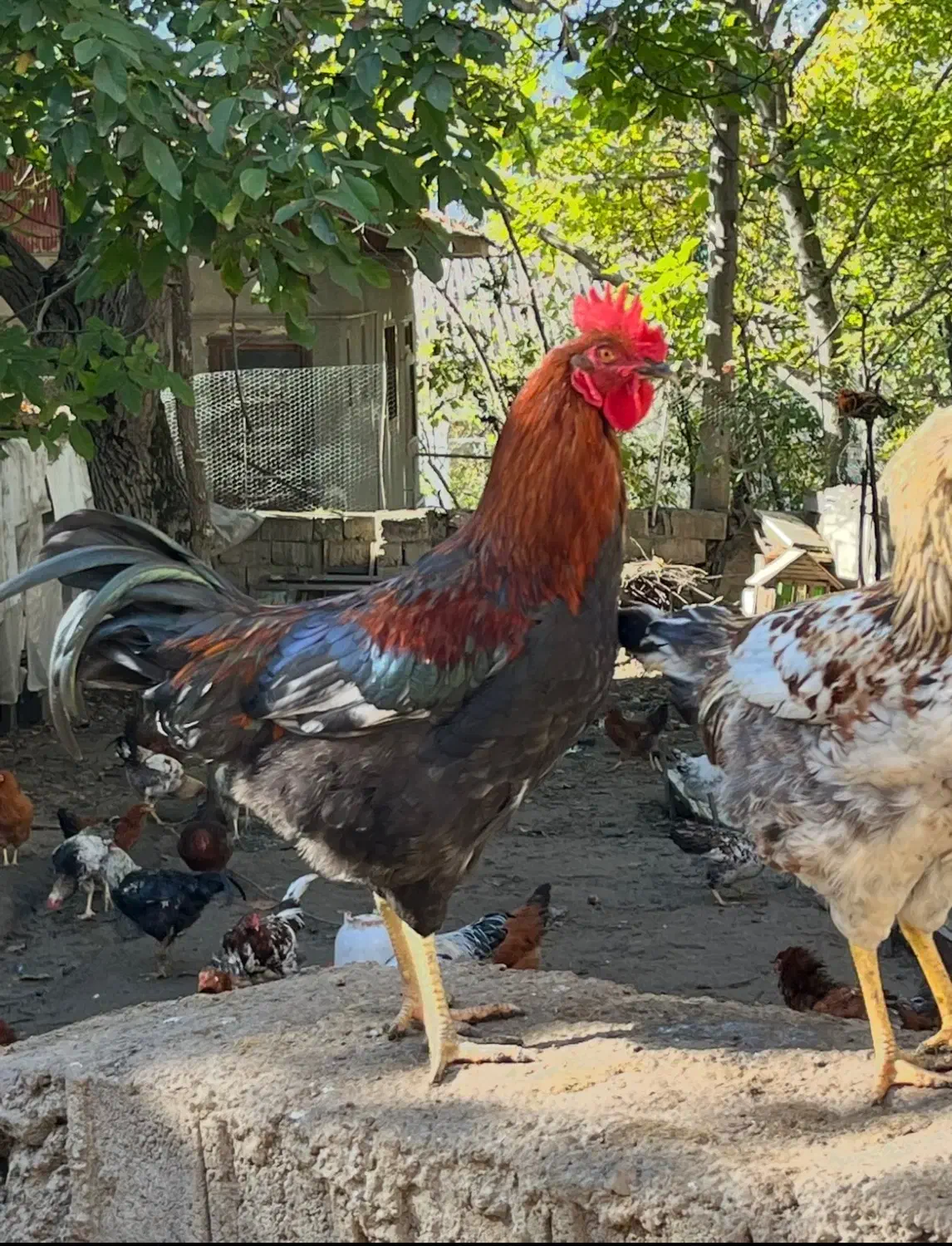 مرغ و خروس محلی|حیوانات مزرعه|کلاردشت, |دیوار