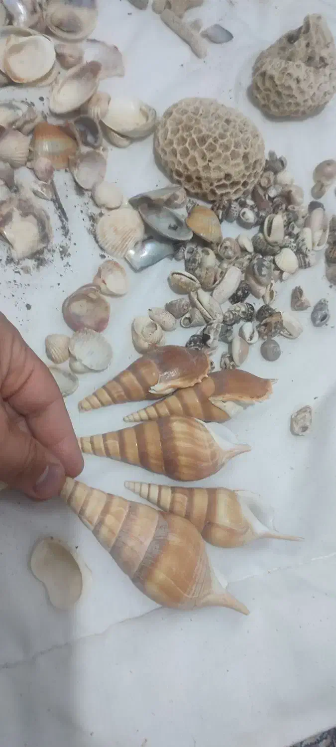 لوازم آکواریوم گوش ماهی صدف سنگ مرجان|ماهی|مشهد, جاهد شهر|دیوار