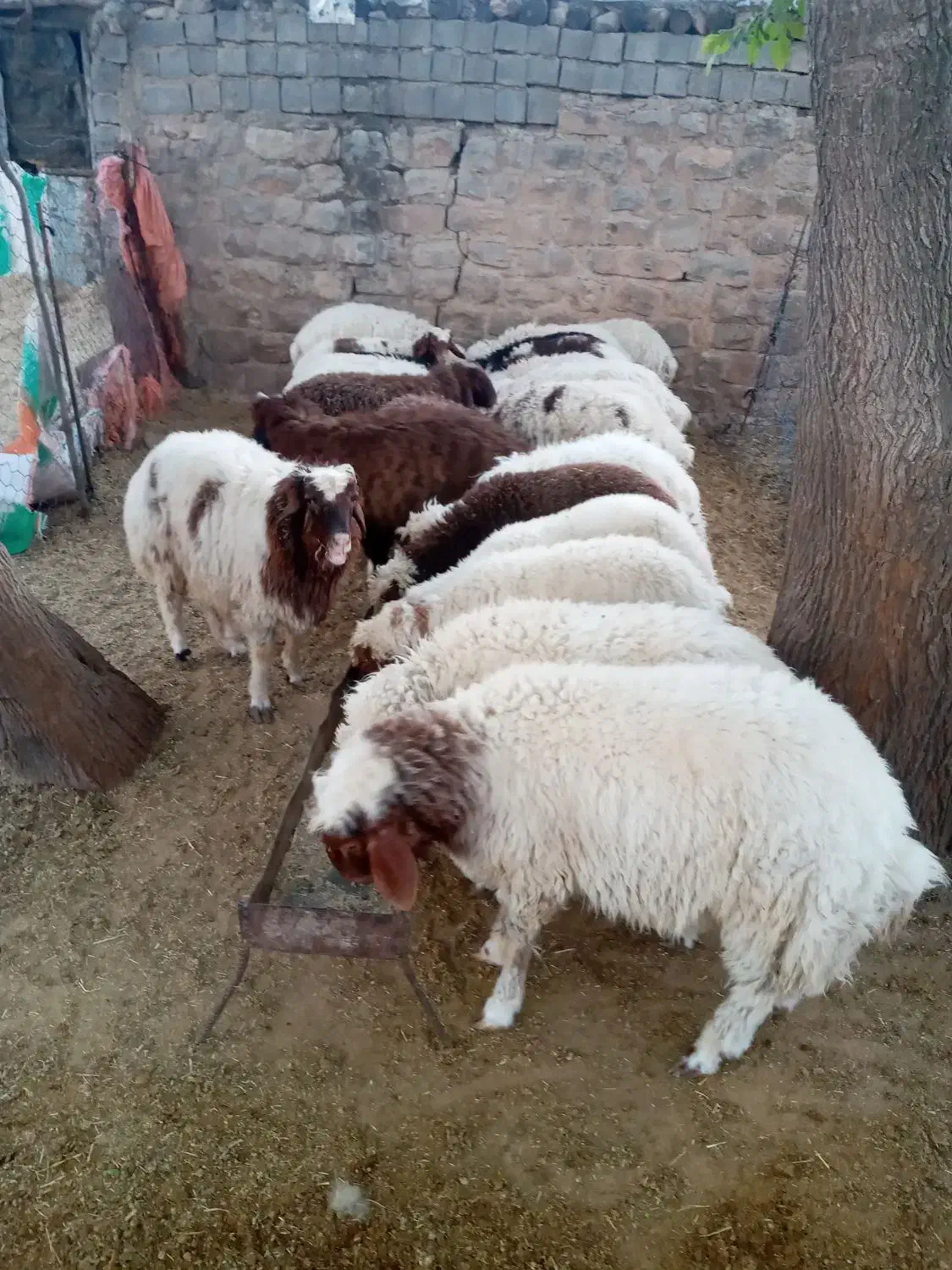 بره|حیوانات مزرعه|چوار, |دیوار