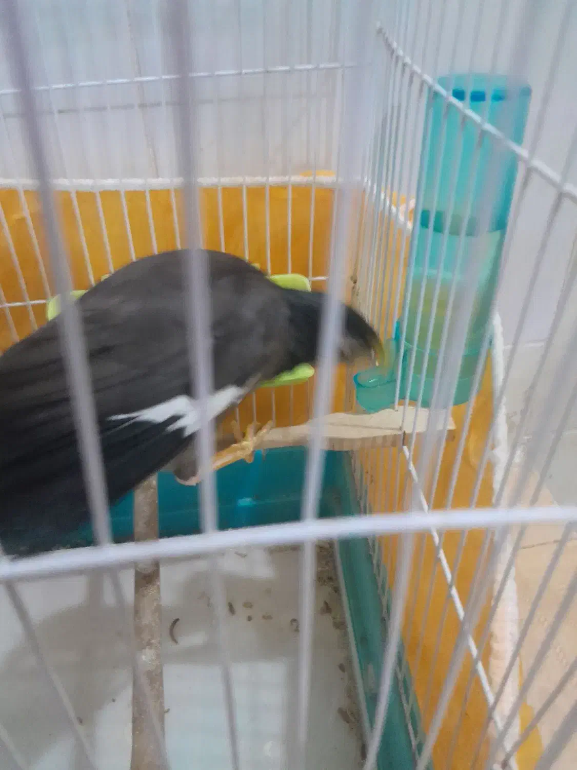 مرغ مینا|پرنده|تربت‌حیدریه, پائین ولایت|دیوار