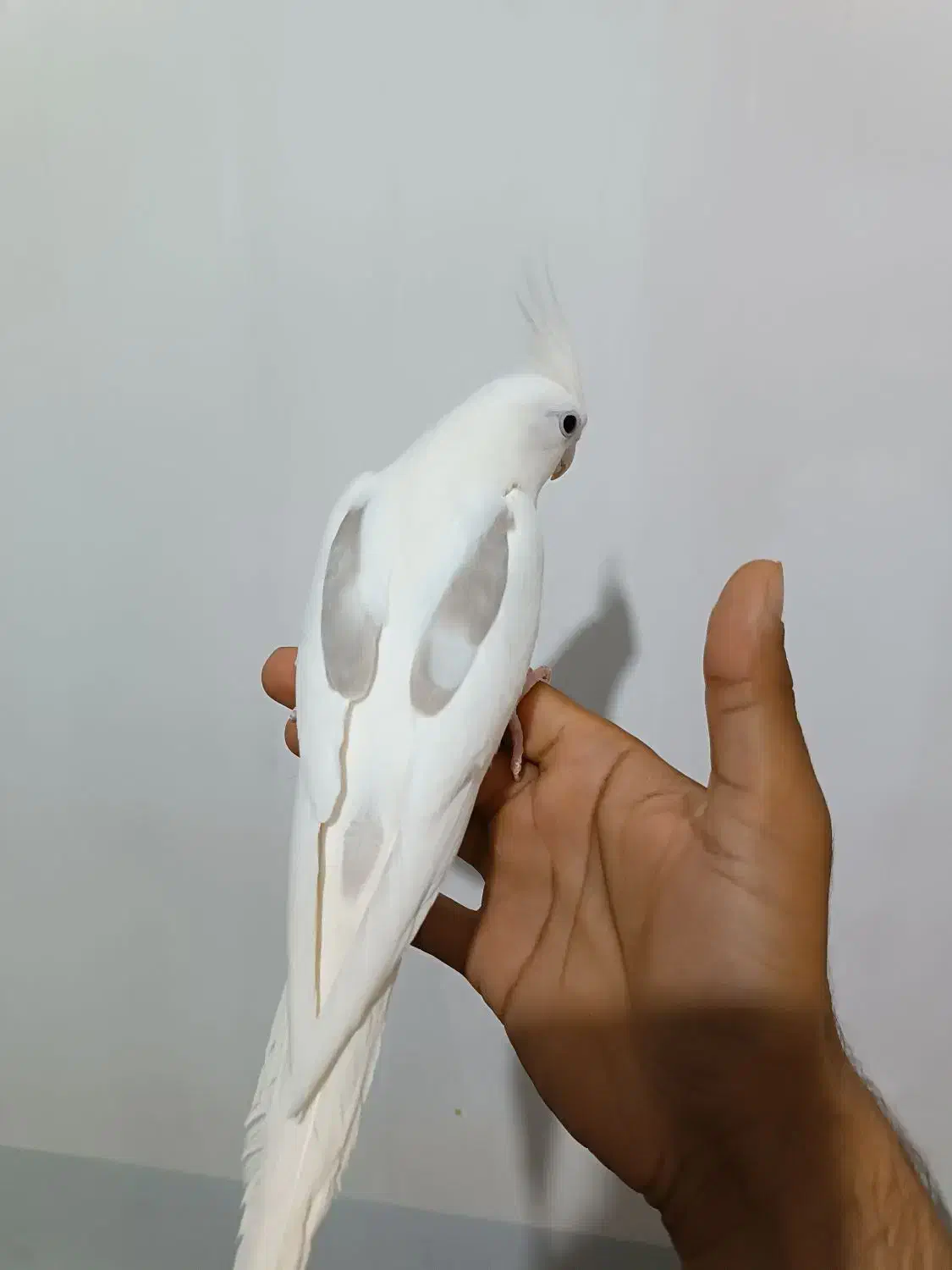 عروس دوکت البینو کلکسیونی|پرنده|اندیمشک, |دیوار