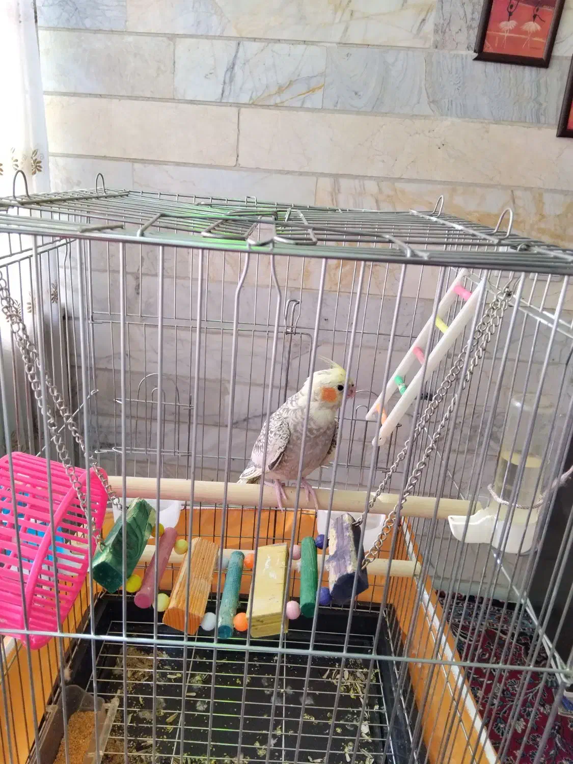 عروس هلندی ماده|پرنده|تهران, شهرک هما|دیوار