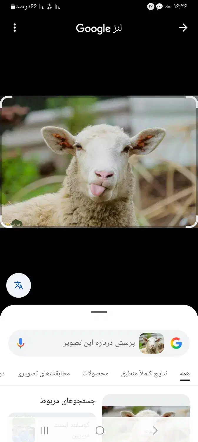 فروش بره|حیوانات مزرعه|زرند, |دیوار