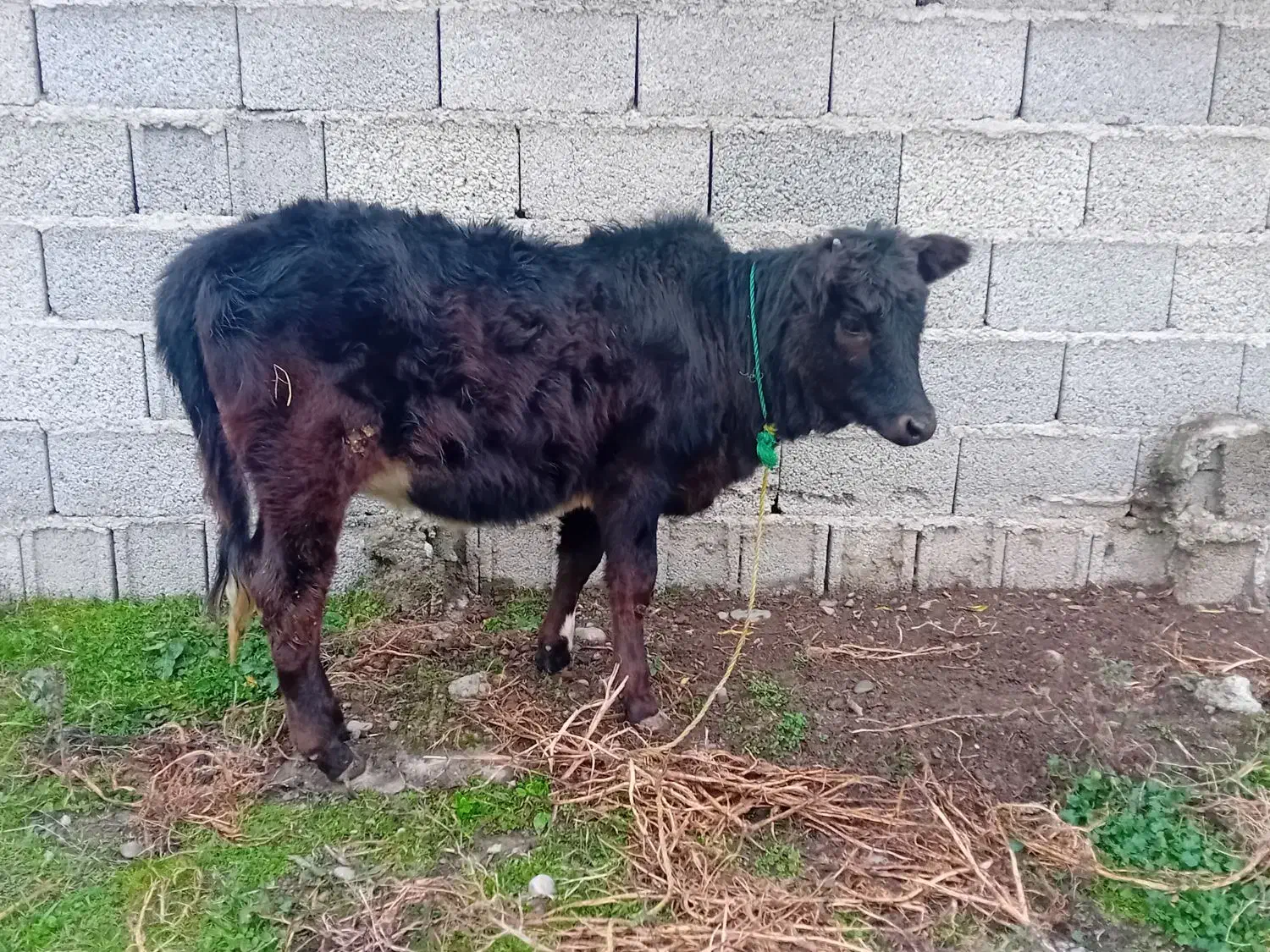 فروش لیشه|حیوانات مزرعه|ماکلوان, |دیوار