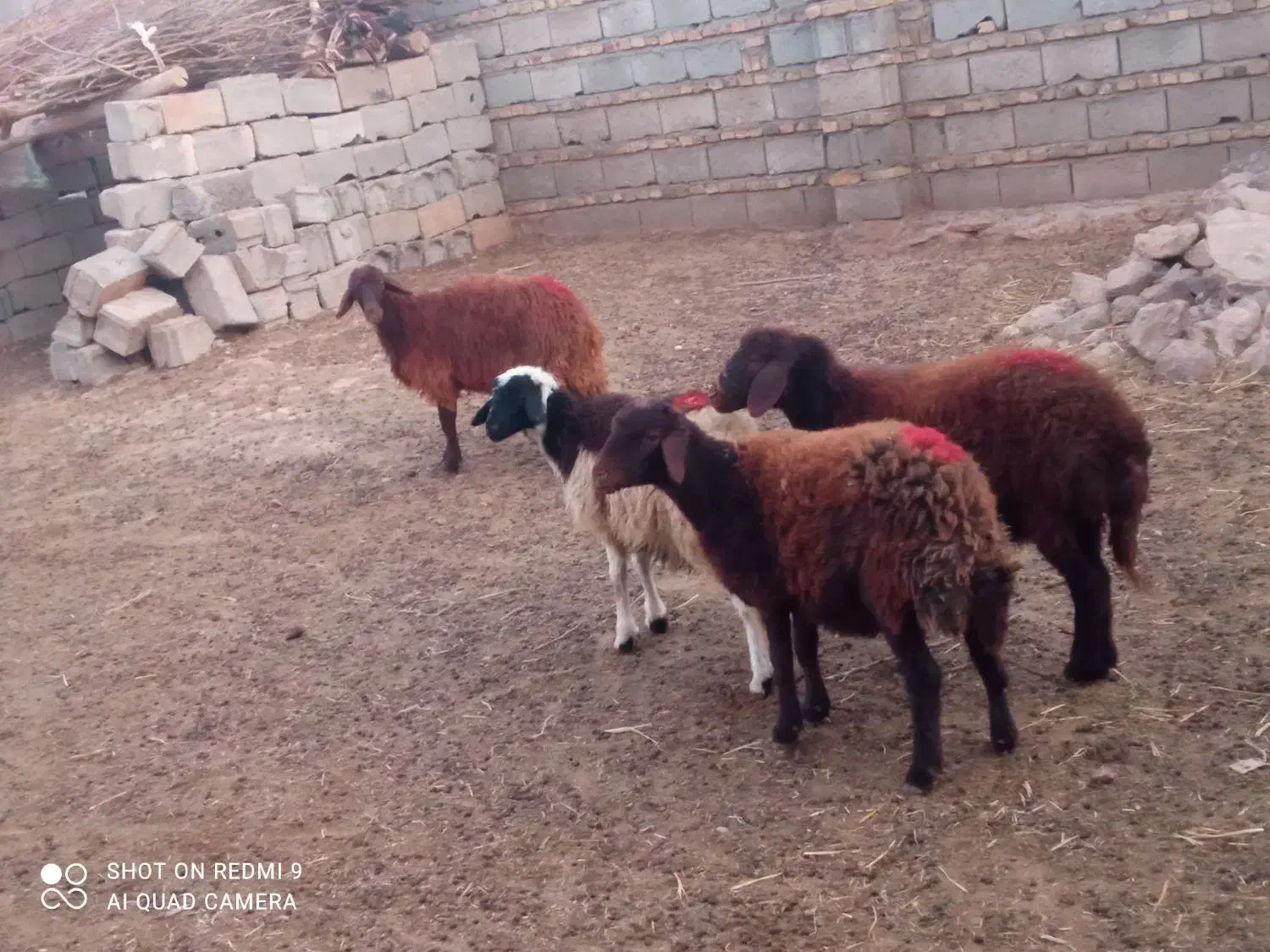 بره ماده چهار عدد قرمز لخت وسفید پلنگی دامازلق|حیوانات مزرعه|خواجه, |دیوار