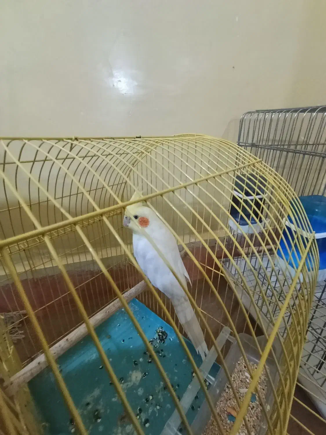 یک عدد عروس هلندی نر|پرنده|مسجد سلیمان, |دیوار