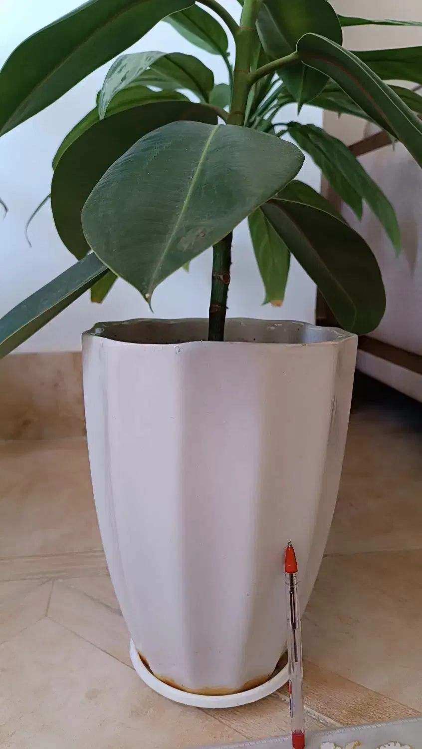 گلدون و قلمه گل ورق بزنید|گل و گیاه طبیعی|سبزوار, توحیدشهر|دیوار