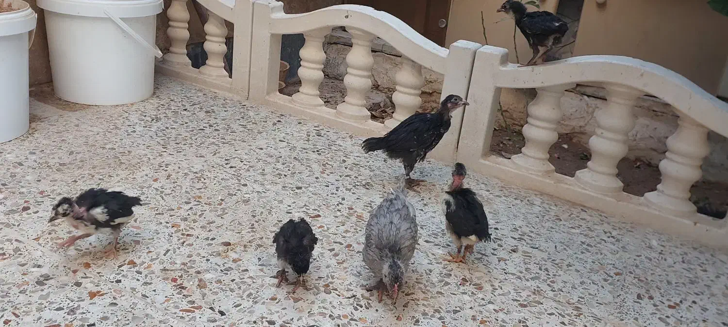 جوجه|حیوانات مزرعه|شیراز, بهارستان|دیوار