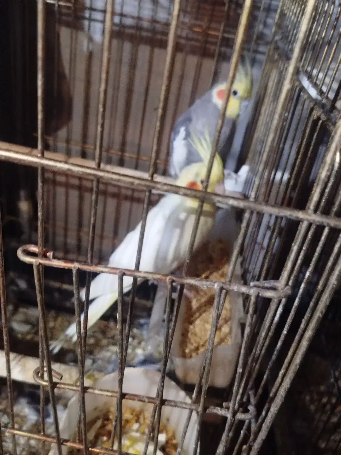 عروس هلندی و مرغ عشق|پرنده|ارومیه, |دیوار