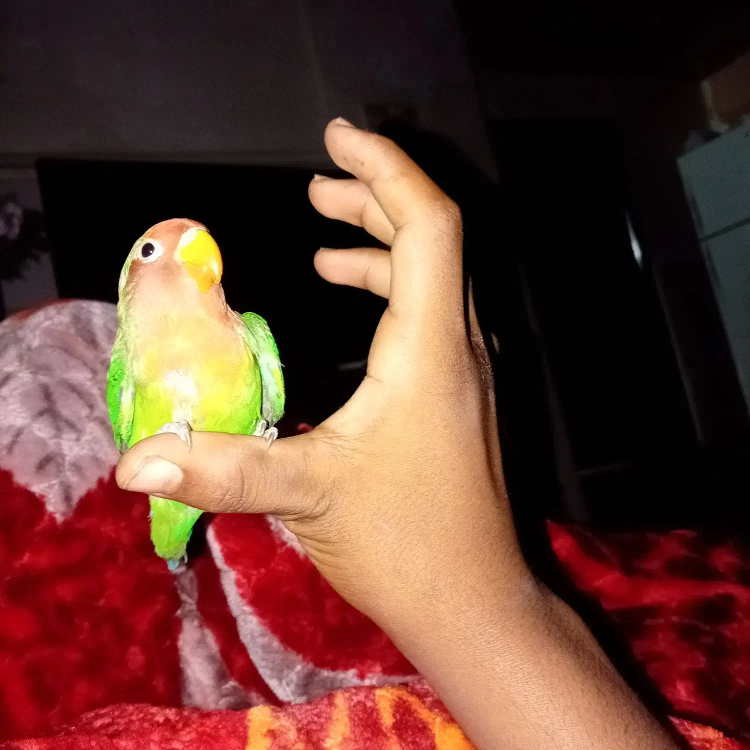 طوطی برزیلی|پرنده|بندر ماهشهر, |دیوار