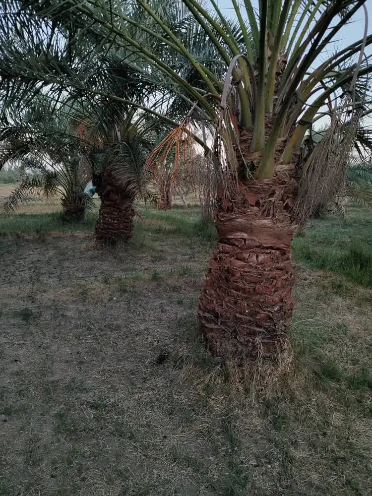 فروش 6ساعت آب با 4هکتار زمین کشاورزی|فروش دفتر صنعتی، کشاورزی، تجاری|نگین کویر, |دیوار