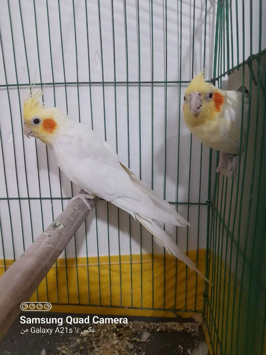 عروس هلندی|پرنده|رامشیر, |دیوار