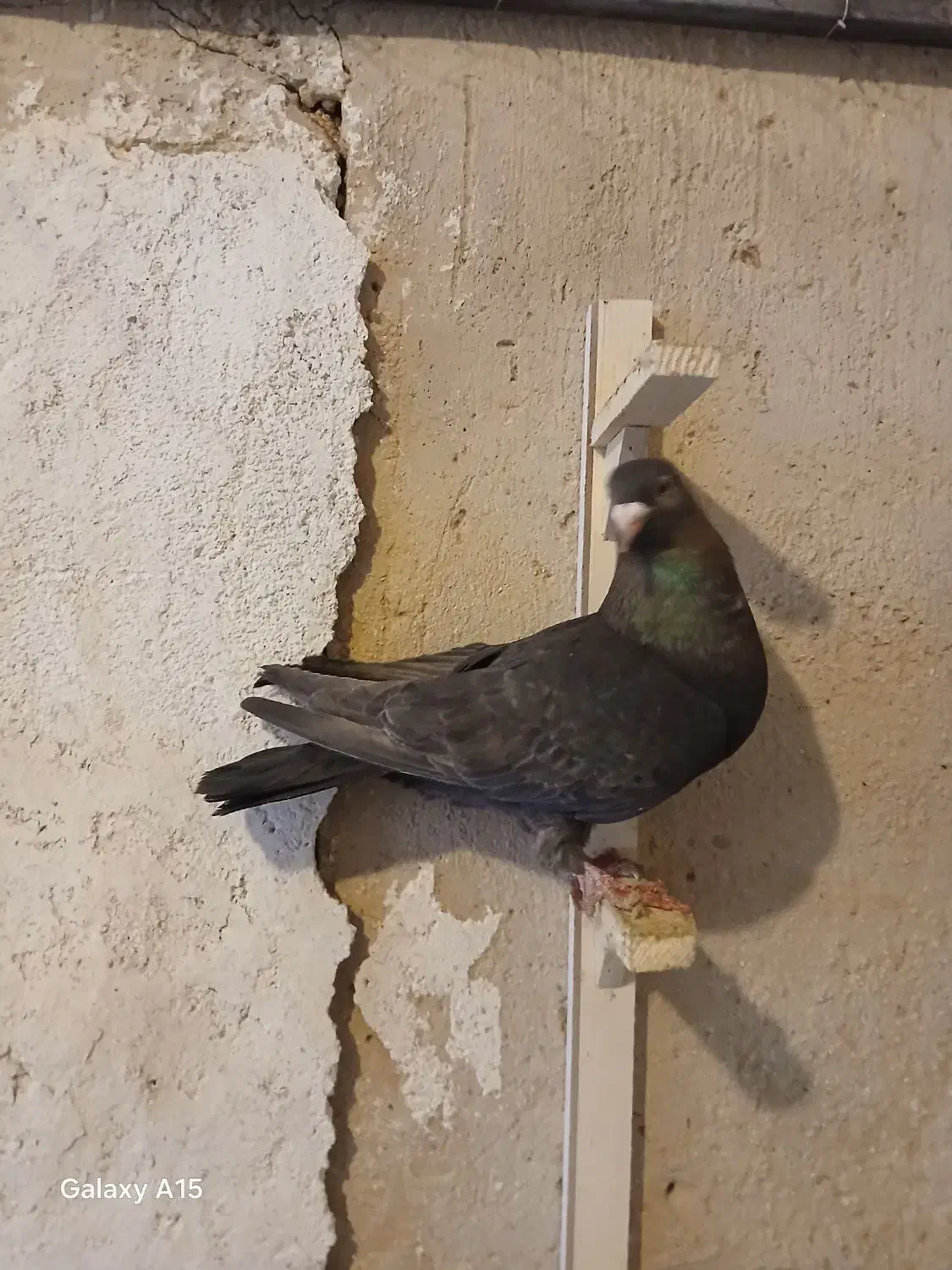 کبوتر ماده|پرنده|شیراز, شهرک مهدیه|دیوار