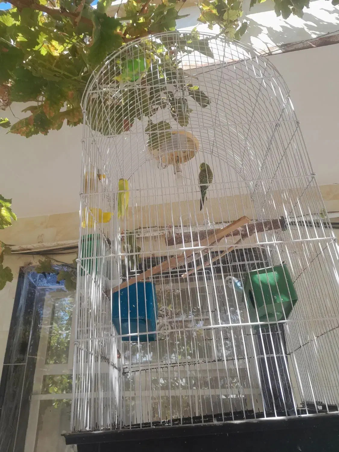 مرغ عشق|پرنده|قزوین, |دیوار